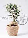 עץ זית ננסי