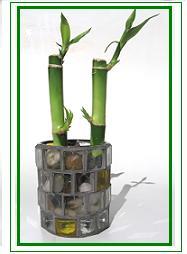 לאקי במבוק / Lucky Bamboo