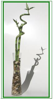 לאקי במבוק / Lucky Bamboo