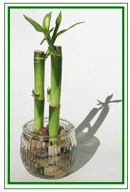 לאקי במבוק / Lucky Bamboo