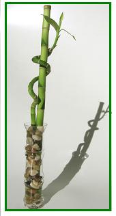 לאקי במבוק / Lucky Bamboo