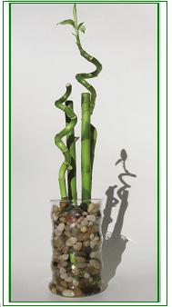 לאקי במבוק / Lucky Bamboo