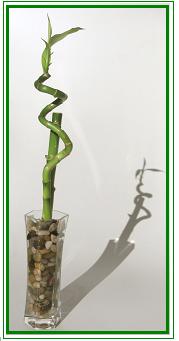 לאקי במבוק / Lucky Bamboo