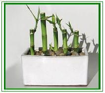 לאקי במבוק / Lucky Bamboo