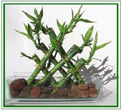 פרמידת לאקי במבוק / Lucky Bamboo