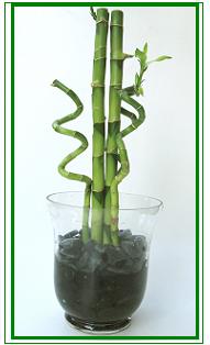 לאקי במבוק / Lucky Bamboo