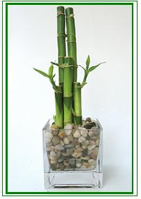 לאקי במבוק / Lucky Bamboo