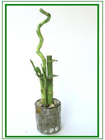לאקי במבוק / Lucky Bamboo