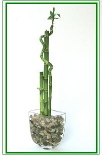 לאקי במבוק / Lucky Bamboo