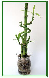 לאקי במבוק / Lucky Bamboo
