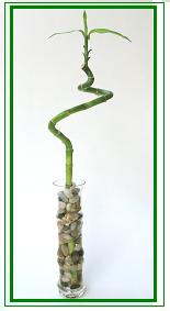 לאקי במבוק / Lucky Bamboo