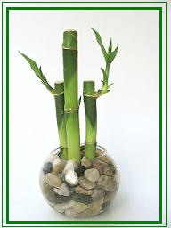 לאקי במבוק,Lucky Bamboo 