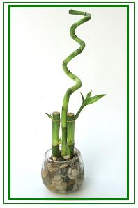 לאקי במבוק / Lucky Bamboo