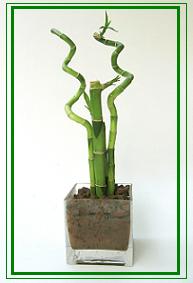לאקי במבוק / Lucky Bamboo