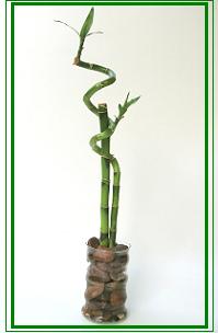 לאקי במבוק / Lucky Bamboo