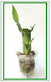 לאקי במבוק,Lucky Bamboo 
