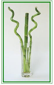 לאקי במבוק / Lucky Bamboo