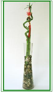 לאקי במבוק / Lucky Bamboo