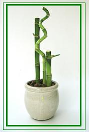 לאקי במבוק / Lucky Bamboo