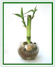 לאקי במבוק,Lucky Bamboo 