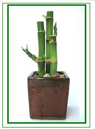 לאקי במבוק / Lucky Bamboo