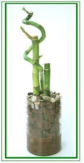 לאקי במבוק / Lucky Bamboo